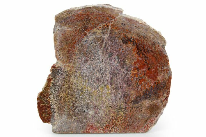 Polished Dinosaur Bone (Gembone) Slab - New Mexico #348870